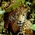 Animals who need a voice