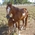 horses lovers