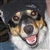 dexy
